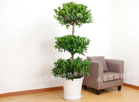 成都植物租摆-大型盆栽植物金钱榕树 成都植物租摆-大型盆栽植物金钱榕树