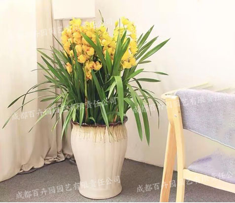 室内花卉租赁(大花蕙兰) 室内花卉租赁(大花蕙兰)