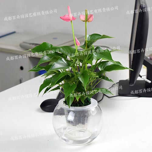 水培花卉出租(粉掌) 水培花卉出租(粉掌)