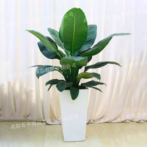 成都植物租赁-大型盆栽植物绿巨人 成都植物租赁-大型盆栽植物绿巨人