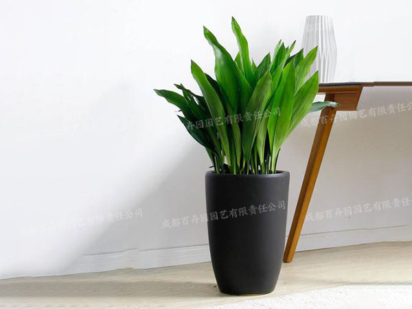 成都室内植物租赁(一叶兰) 成都室内植物租赁(一叶兰)
