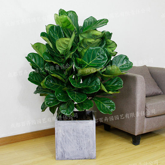 成都植物租赁-大型盆栽植物琴叶榕 成都植物租赁