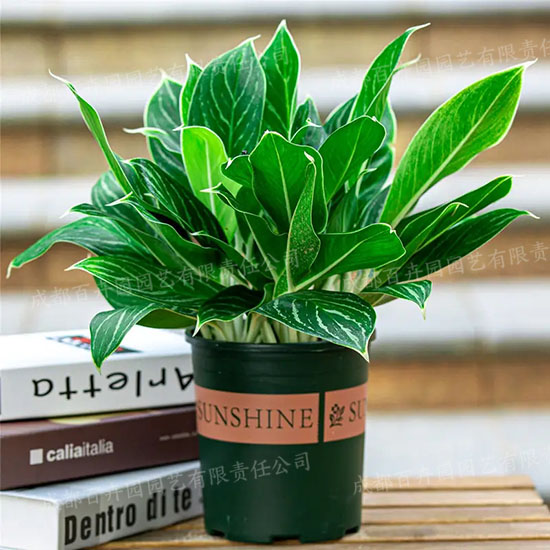 成都绿植租赁-小型盆栽绿植白雪公主 成都绿植租赁-小型盆栽绿植白雪公主