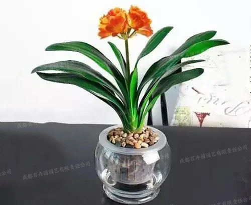成都植物租摆-水培植物君子兰 成都植物租摆-水培植物君子兰