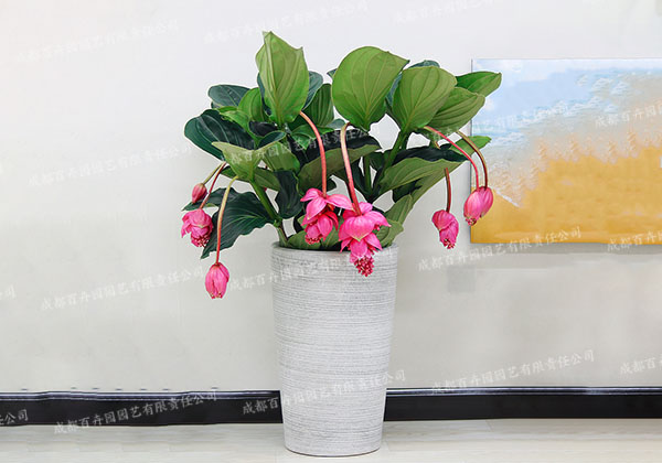 成都盆栽植物租摆(宝莲灯花) 成都盆栽植物租摆(宝莲灯花)