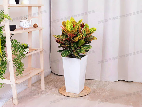 成都植物租摆-大型盆栽植物变叶木 成都植物租摆-大型盆栽植物变叶木