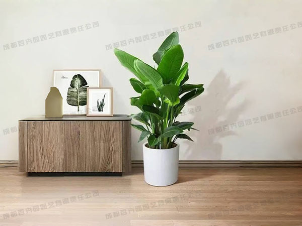 成都植物租摆-大型盆栽植物天堂鸟 成都植物租摆-大型盆栽植物天堂鸟