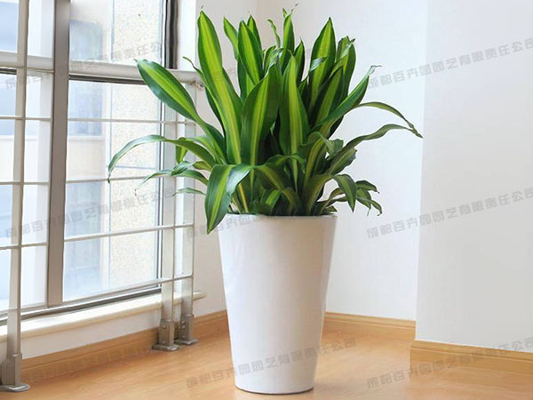 成都植物租摆-大型盆栽植物富贵铁 成都植物租摆-大型盆栽植物富贵铁