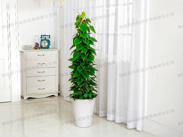 成都植物租赁-大型盆栽植物青苹果 成都植物租赁-大型盆栽植物青苹果