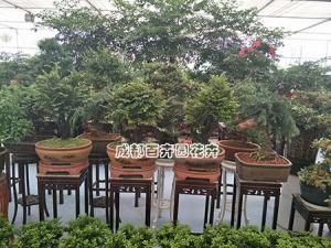 成都绿植租摆前给绿植上盆的方法及养护管理