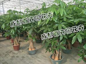 如何挑选自己想找的成都植物租摆公司