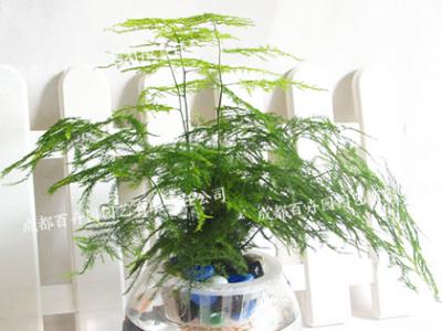 水培植物租摆(文竹)