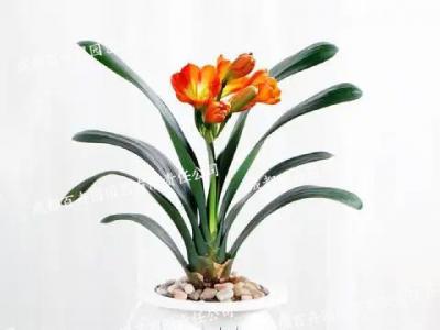  成都植物租摆-水培植物君子兰 