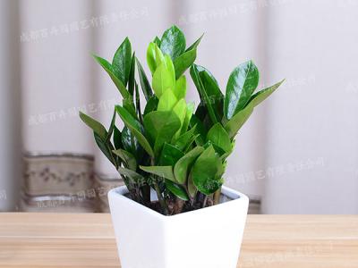  成都绿植租摆-小型盆栽绿植金钱树