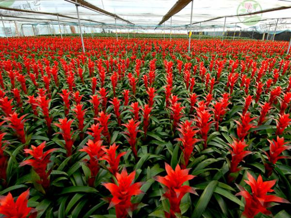 成都花卉租赁供应商-花卉基地