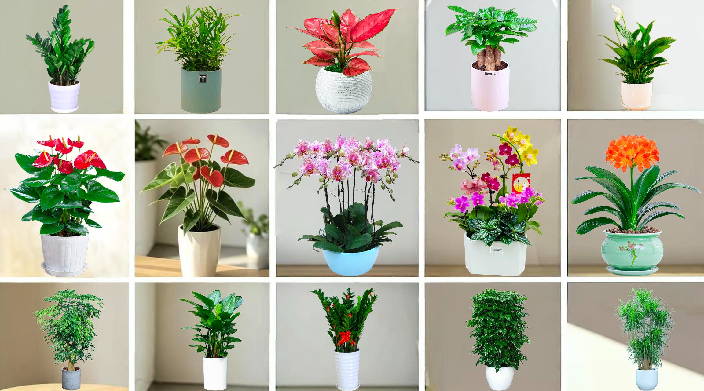 植物品种