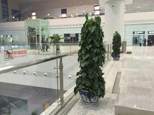 商场绿植租赁布置案例