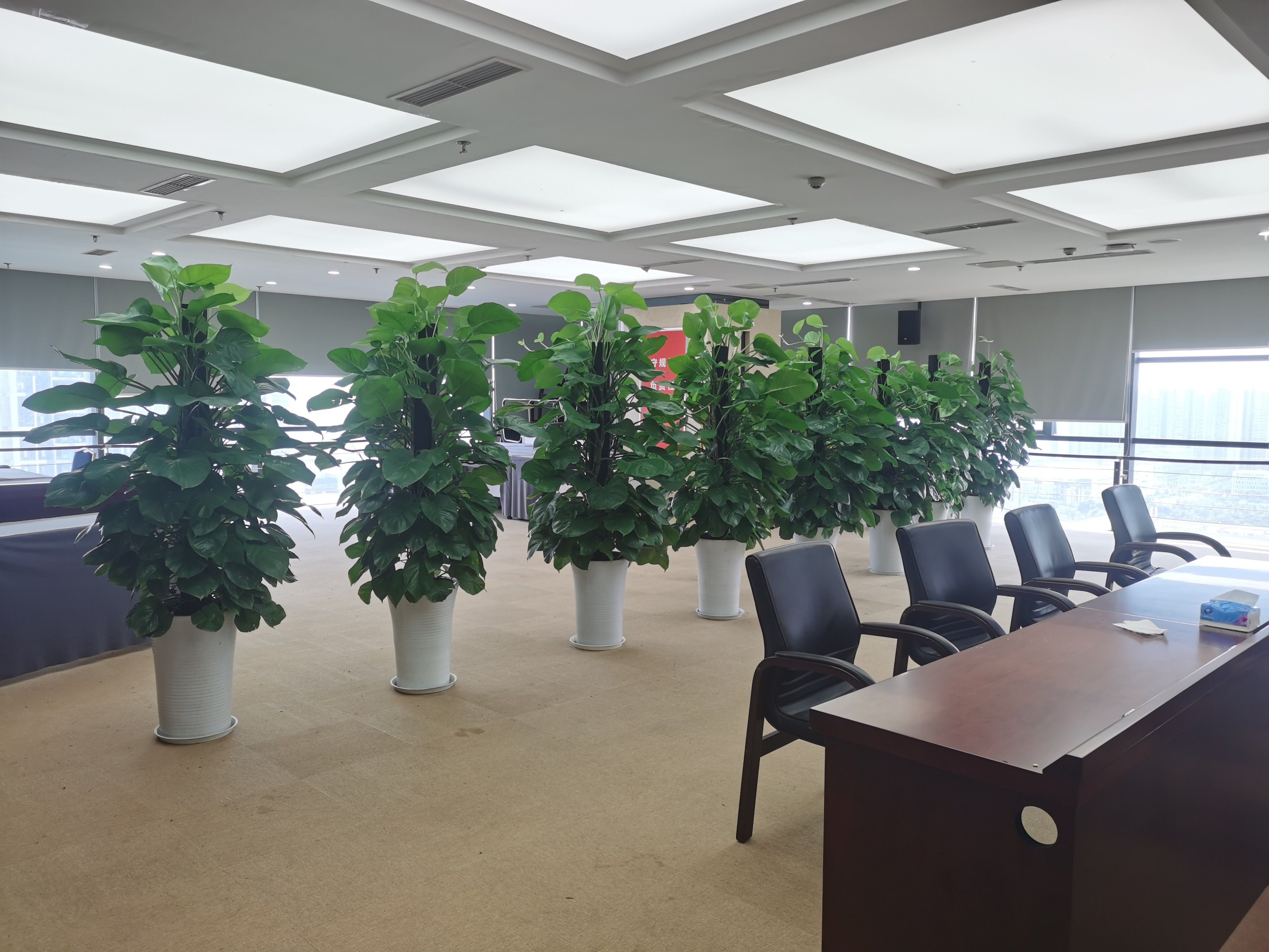 企业办公绿植租赁常态化托管，贴心服务助力企业美化办公环境