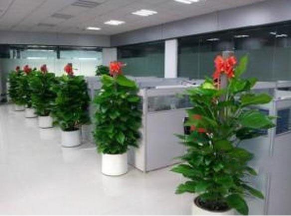 换季绿植焕新服务上线，专业绿植租赁助力企业空间四季常青
