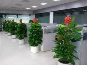 换季绿植焕新服务上线，专业绿植租赁助力企业空间四季常青